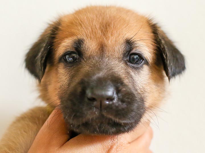 chinook puppy